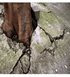 How to Deal with Tree Root Damages:Sidewalk Repair Solutions? 